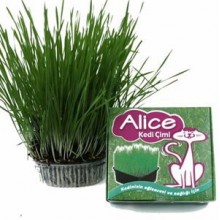 Alice Sindirimi Rahatlatıcı Kedi Çimi