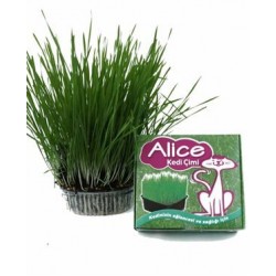 Alice Sindirimi Rahatlatıcı Kedi Çimi