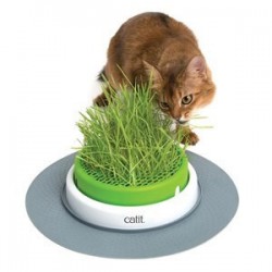 Catit Senses Kediler İçin Sindirimi Rahatlatıcı Çim Seti Catit Senses Kediler İçin Sindirimi Rahatlatıcı Çim Seti