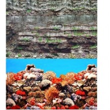 Chicos Çift Yüzlü 3 Boyutlu Akvaryum Arka Fonu 100x40 Cm