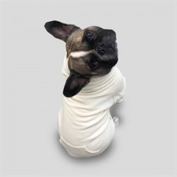 CreamGrey Ivory Fermuarlı Bej Köpek Sweatshirt Medium CreamGrey Ivory Fermuarlı Bej Köpek Sweatshirt Medium