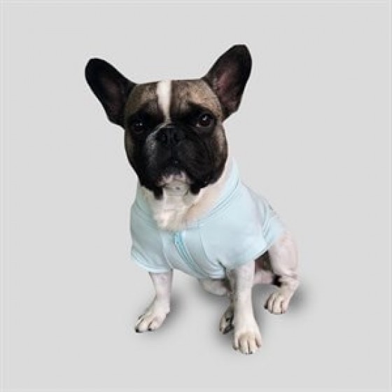 CreamGrey Minty Fermuarlı Yeşil Köpek Sweatshirt XS