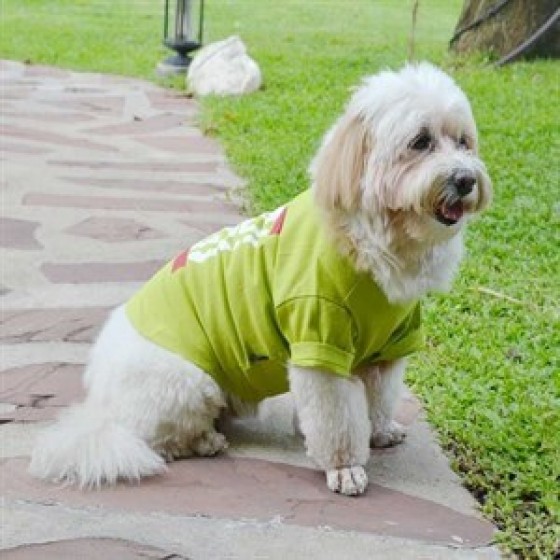 Doggy Dolly Bad Dog Köpek Tişörtü Yeşil 2XL