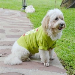Doggy Dolly Bad Dog Köpek Tişörtü Yeşil Medium Doggy Dolly Bad Dog Köpek Tişörtü Yeşil Medium