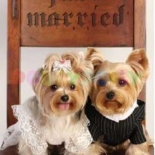 Doggy Dolly Fırfırlı Krem Köpek Gelinliği Large