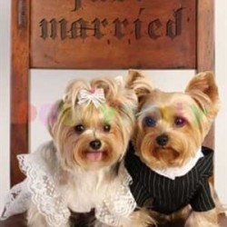 Doggy Dolly Fırfırlı Krem Köpek Gelinliği Large