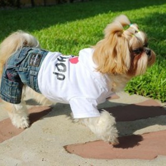 Doggy Dolly Hiphop Kot Köpek Kıyafeti 2XL