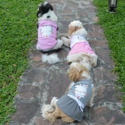 Doggy Dolly Kedi Desenli Köpek Elbisesi Gri XS Doggy Dolly Kedi Desenli Köpek Elbisesi Gri XS