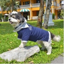 Doggy Dolly Polo Köpek Tişörtü Lacivert Small