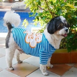 DoggyDolly Çizgili Mavi Köpek Tişörtü Large DoggyDolly Çizgili Mavi Köpek Tişörtü Large