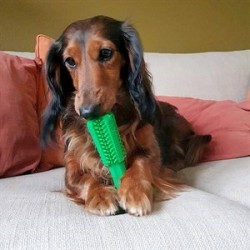 Duvo+ Köpek Diş Fırçalama Oyuncağı Medium Duvo+ Köpek Diş Fırçalama Oyuncağı Medium