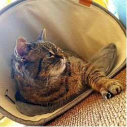 Duvo+ Minderli Mağara Kedi Yatağı 43x43x35cm