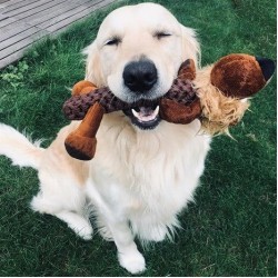 Duvo+ Zoo Aslan Sesli Peluş Köpek Oyuncağı 32x22x11,5cm Duvo+ Zoo Aslan Sesli Peluş Köpek Oyuncağı 32x22x11,5cm