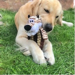 Duvo+ Zoo Kaplan Sesli Peluş Köpek Oyuncağı 32x14,5x12cm