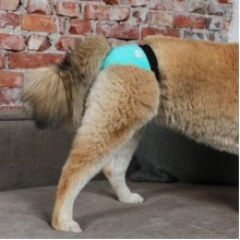 Duvo+2 Li Köpek Külotu Medium