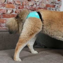 Duvo+2 Li Köpek Külotu XLarge Duvo+2 Li Köpek Külotu XLarge