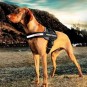 EzyDog Convert Harness Modern Köpek Göğüs Tasması Bordo Small