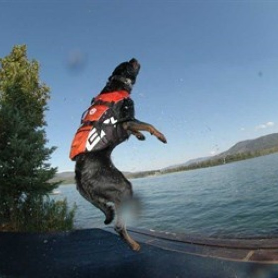 EzyDog DFD Dog Flotation Device Köpek Can Yeleği Kırmızı Medium