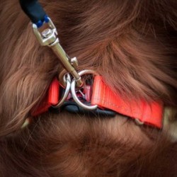 EzyDog Double Up Çift Halkalı Köpek Boyun Tasması X Large Kırmızı EzyDog Double Up Çift Halkalı Köpek Boyun Tasması X Large Kırmızı