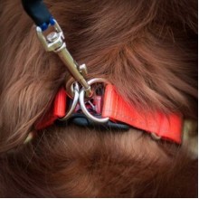 EzyDog Double Up Çift Halkalı Köpek Boyun Tasması Medium Mavi