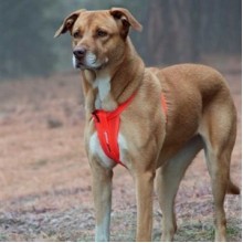 EzyDog Köpek Göğüs Tasması Chest Plate Small Kırmızı