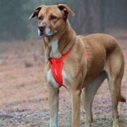EzyDog Köpek Göğüs Tasması Chest Plate X Small Mavi EzyDog Köpek Göğüs Tasması Chest Plate X Small Mavi
