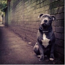 EzyDog Neo Classic Wide Köpek Boyun Tasması 45 mm 2 X Large Kırmızı