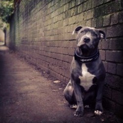 EzyDog Neo Classic Wide Köpek Boyun Tasması 45 mm Large Siyah EzyDog Neo Classic Wide Köpek Boyun Tasması 45 mm Large Siyah