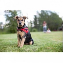 EzyDog Quick Fit Köpek Göğüs Tasması Large Mavi