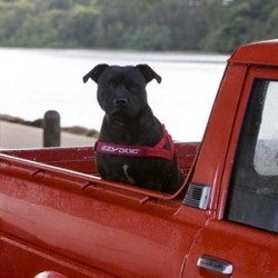 EzyDog Quick Fit Köpek Göğüs Tasması Medium Mavi EzyDog Quick Fit Köpek Göğüs Tasması Medium Mavi