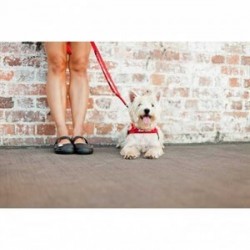 EzyDog Soft Trainer Lite Köpek Gezdirme Kayışı 180 Cm Siyah EzyDog Soft Trainer Lite Köpek Gezdirme Kayışı 180 Cm Siyah