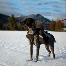 Ezydog Summit Bag Tasmalı Köpek Sırt Çantası XL