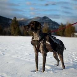 Ezydog Summit Bag Tasmalı Köpek Sırt Çantası XL