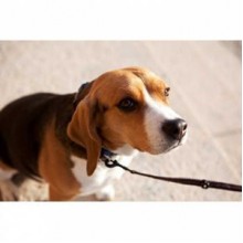 EzyDog Vario 4 Lite Çok Yönlü Köpek Gezdirme Kayışı Siyah