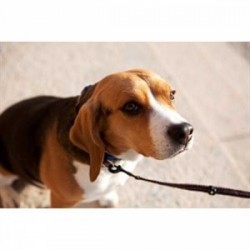 EzyDog Vario 4 Lite Çok Yönlü Köpek Gezdirme Kayışı Siyah EzyDog Vario 4 Lite Çok Yönlü Köpek Gezdirme Kayışı Siyah