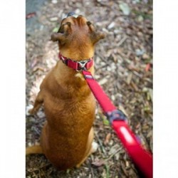 EzyDog Zero Shock Şok Absorbe Edici Köpek Kayışı 65 Cm Kırmızı EzyDog Zero Shock Şok Absorbe Edici Köpek Kayışı 65 Cm Kırmızı