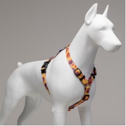 Lindo Ginger Man Köpek Göğüs Tasması Small