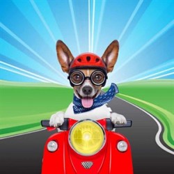 Petdesign Çılgın Köpek Mousepad ve Nihale 20x20 cm Petdesign Çılgın Köpek Mousepad ve Nihale 20x20 cm