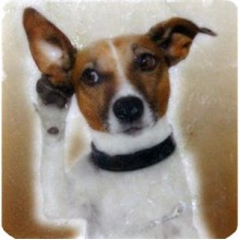 Petdesign Doggy Doğal Taş Magnet 4 Lü