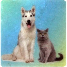 Petdesign Kedi ve Köpekler Doğal Taş Bardak Altlığı 4 Lü