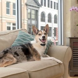 PetSafe Küçük Irk Şarjlı Statik Havlama Önleyici Tasma PetSafe Küçük Irk Şarjlı Statik Havlama Önleyici Tasma