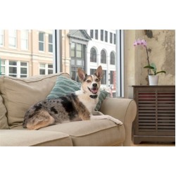 PetSafe Küçük Irk Şarjlı Statik Havlama Önleyici Tasma