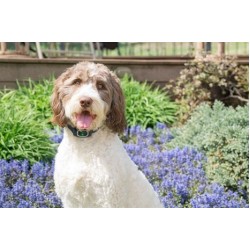 PetSafe Statik Havlama Önleyici Tasma