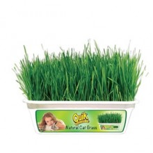 Quik Kedi Çimi