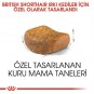 Royal Canin British Shorthair Yetişkin Kedi Maması 10 Kg