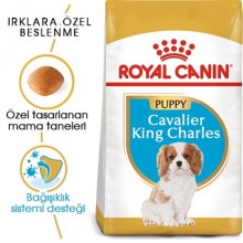 Royal Canin Cavalier King Charles Junior Yavru köpek Maması 1,5 Kg