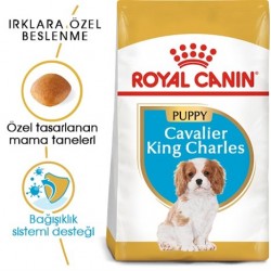 Royal Canin Cavalier King Charles Junior Yavru köpek Maması 1,5 Kg