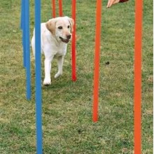 Trixie Agility Köpek Eğitim Direkleri 12 Adet 115 Cm