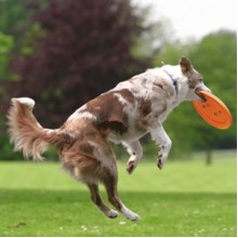 Trixie Agility Köpek Eğitim Oyuncağı Frizbi 23cm