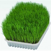 Trixie Doğal Kedi Çimi 100g